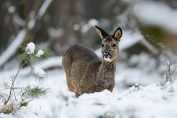 Roe Deer Female Standing Forest Meadow Snow Looking Winter Lower — Stock Photo, Image