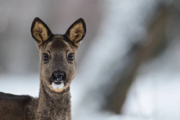 Roe deer female standing on forest meadow in snow and looking, head portrait, winter, lower saxony, germany, (capreolus capreolus)