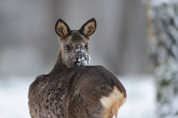 Roe Deer Female Standing Forest Meadow Snow Looking Back Winter — Stock Photo, Image