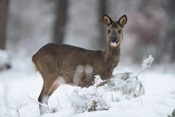 Roe Deer Female Standing Forest Meadow Snow Looking Winter Lower — Stock Photo, Image