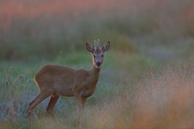Roe buck sabah ışığında çayırda duruyor, bahar, (capreolus capreolus)