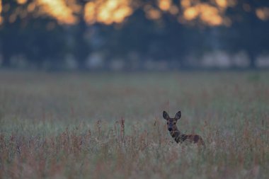 Sabah ışığı, bahar ve Capreolus Capreolus 'da Roe geyiği yüksekte duruyor.)
