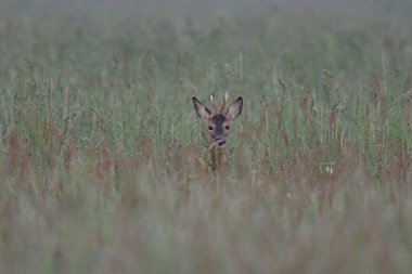 Roe buck yüksek otlardan dışarı bak, yaz, (capreolus capreolus)