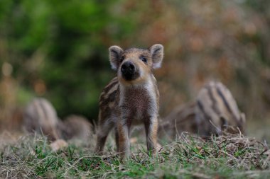 Ormanda, baharda, yaban domuzu yavrusu,)
