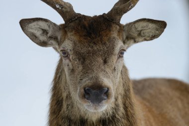 Kızıl geyik kafası portresi, kış, (cervus elaphus)