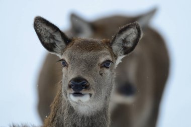 Kızıl geyik kadın portresi, kış, (cervus elaphus)