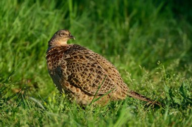 Sülün tavuk çayırda oturur, bahar, (phasianus colchicus)