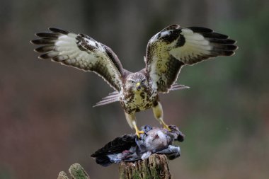 Ormanda ölü bir odun güvercini olan sıradan bir şahin, kış, Almanya, (buteo buteo)