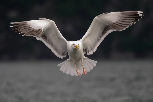 Grande Gaivota Dorso Preta Está Voando Romsdalfjord Norway Larus Marinus — Fotografia de Stock