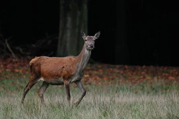 Cerf Rouge Femelle Dans Forêt Automne Cervus Elaphus — Photo