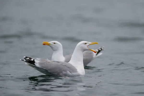 Hering Gull Call Romsdalfjord Norway Larus Argentatus — Stock Photo, Image