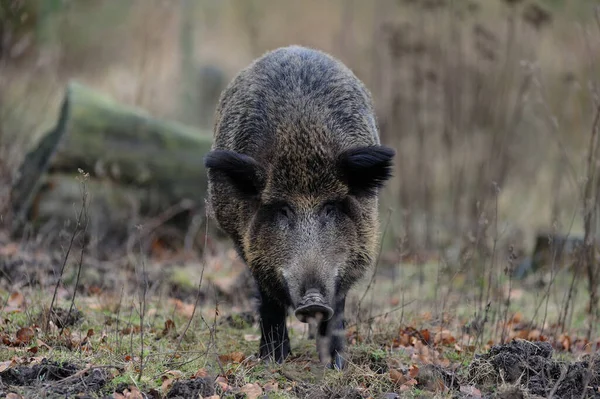 Wildschweinweibchen Wald Herbst Sus Scrofa — Stockfoto