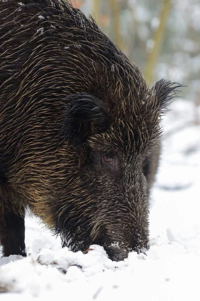 Wildschweine Winterwald Kopfporträt Sus Scrofa — Stockfoto