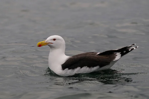 Grande Gaivota Preta Apoiada Nadar Norte Mar Romsdalfjord Norway Larus — Fotografia de Stock