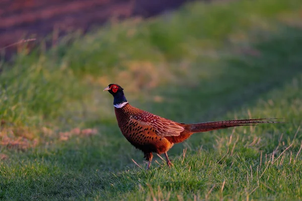 Faisán Polla Está Mirando Desde Prado Primavera Phasianus Colchicus — Foto de Stock