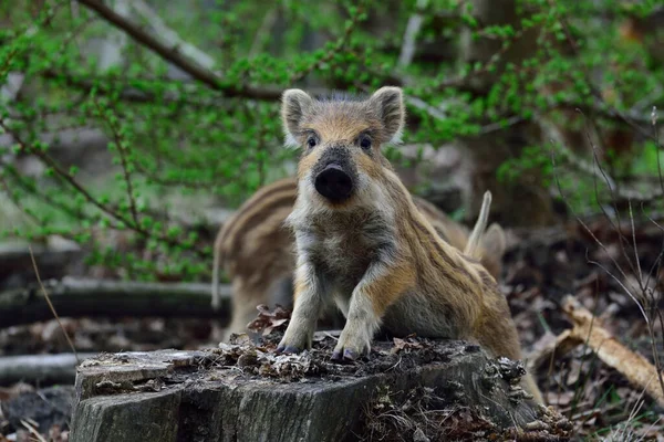 Wild Zwijn Varken Kijken Nieuwsgierig Voorjaar Sus Scrofa — Stockfoto