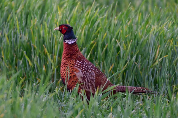 Faisán Polla Mirar Fuera Del Campo Granos Primavera Phasianus Colchicus — Foto de Stock