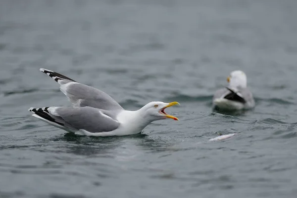 Herring Gull Calling North Sea Romsdalsfjord Norway Larus Argentatus — Stock Photo, Image