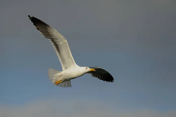 Menor Gaivota Dorso Preto Voo Mar Norte Romsdalsfjord Norway Larus — Fotografia de Stock