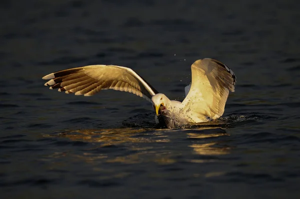 Grande Goéland Dos Noir Attraper Poisson Romsdalfjord Norway Larus Marinus — Photo