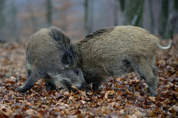 Wildschweinferkel Kämpfen Wald Herbst Deutschland Sus Scrofa — Stockfoto