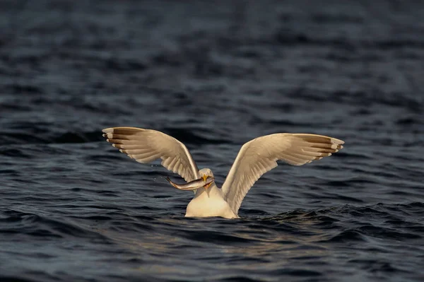 Herring Gull Fish Its Beak North Sea Romsdalsfjord Norway Larus — Stock Photo, Image
