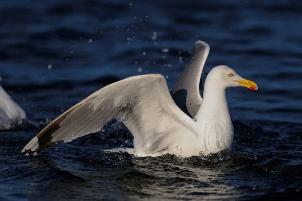 Herring gull swimming on the sea, north sea, romsdalsfjord, norway (larus argentatus