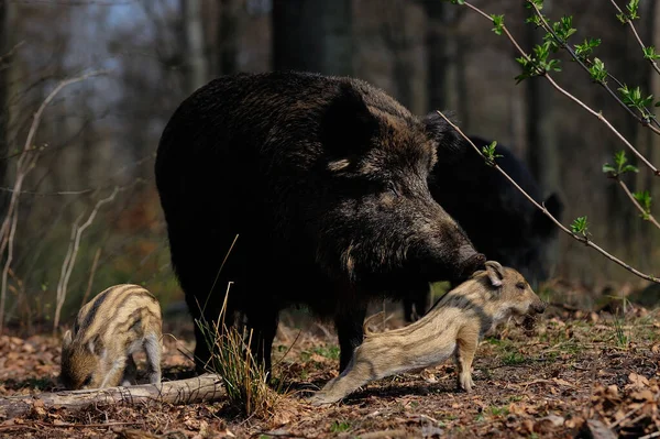 Wildschweinweibchen Mit Ferkeln Wald Frühling Deutschland Sus Scrofa — Stockfoto