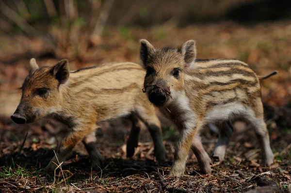 Поросята Кабана Лесу Весна Германия Sus Scrofa — стоковое фото