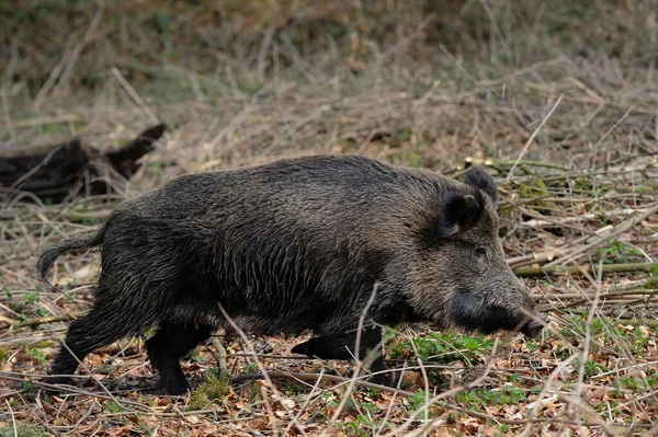 Jabalí Salvaje Hembra Correr Bosque Primavera Alemania Sus Scrofa — Foto de Stock