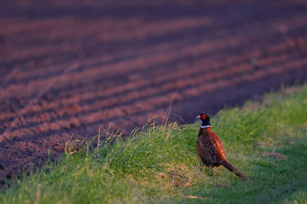 Faisan Bite Debout Sur Terrain Regarder Printemps Allemagne Phasianus Colchicus — Photo