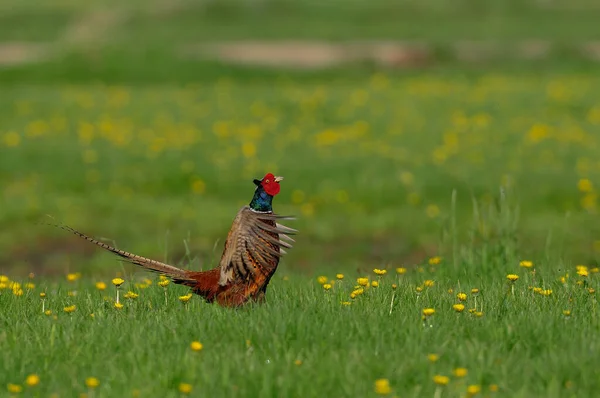 Gallo Faisán Con Gallina Exhibición Cortejo Primavera Alemania Phasianus Colchicus — Foto de Stock