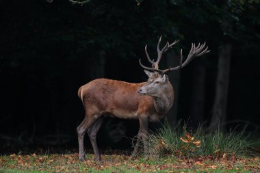 Kızıl geyik, sonbahar ormanlarında çiftleşme zamanına doğru, (cervus elaphus)