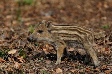 Ormanda, baharda, yaban domuzu yavrusu,)