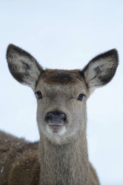Kışın kızıl geyik dişi, baş portresi (cervus elaphus)