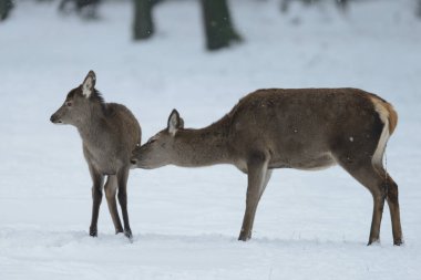 Kışın kızıl geyik, kışın ise buzağıdır.)