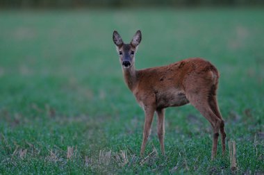 Tarlada roe geyiği, yaz, Capreolus capreolus