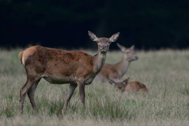Çayırda kızıl geyik dişi, sonbahar, (cervus elaphus