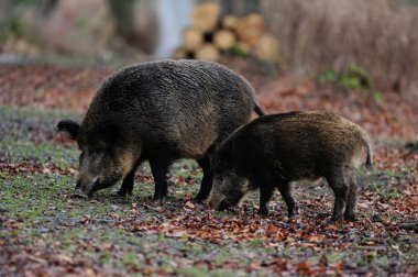 Ormanda yaban domuzu, genç domuzlu dişi, sonbahar (sus scrofa))