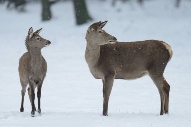 Buzağı ile kırmızı geyik dişi, kış (cervus elaphus)