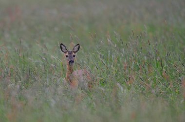 Roe geyiği çayırdan dışarı bak, yaz, (capreolus capreolus