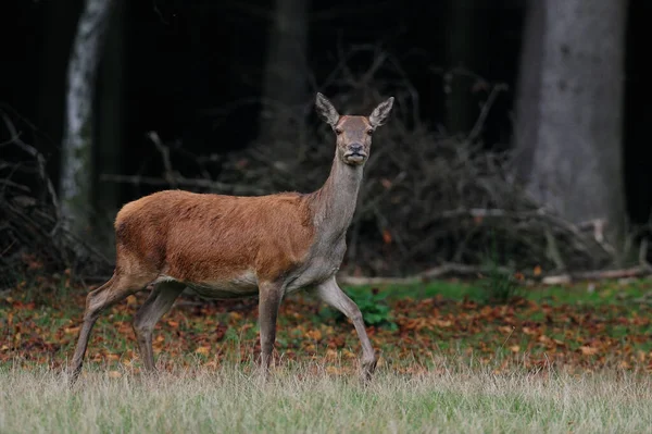 Roodhert Vrouwtje Herfstbos Cervus Elaphus — Stockfoto