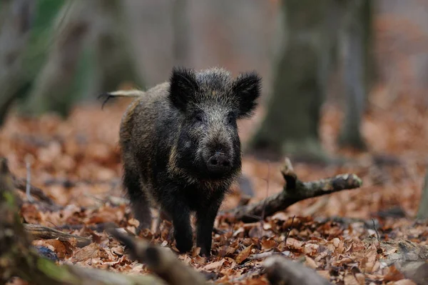 Wildschweine Wald Sus Scrofa — Stockfoto