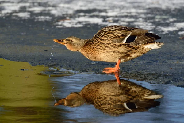 Mallard Agua Potable Femenina Estanque Congelado Invierno Anas Platyrhynchos — Foto de Stock