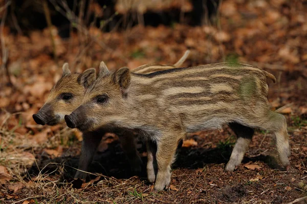 Wild boar piglets in the forest, spring, (sus scrofa)