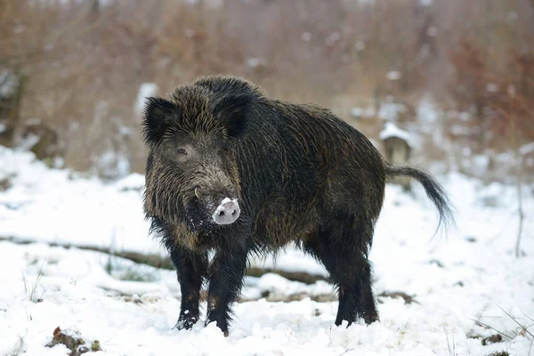 Wildschweinmännchen Wald Winter Sus Scrofa — Stockfoto