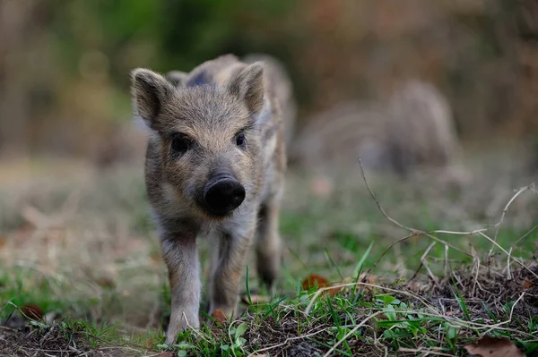 Wild boar piglet in the forest, spring,  (sus scrofa)