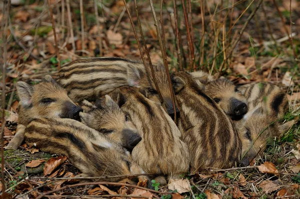 Wild boar piglets sleep together, spring  (sus scrofa)