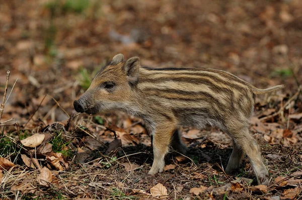 Wild boar piglet in the forest, spring, (sus scrofa)