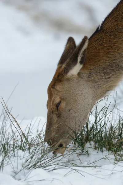 Red deer female head portrait, winter,  (cervus elaphus)